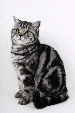 British Spotted Shorthair